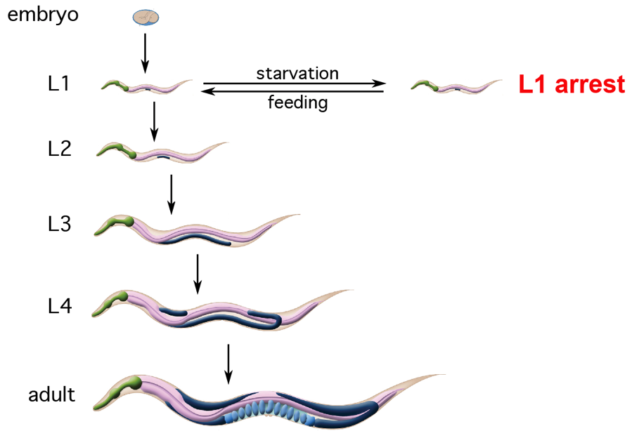 C. elegans larval stages